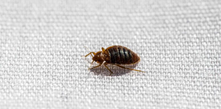 Bed bug on fabric