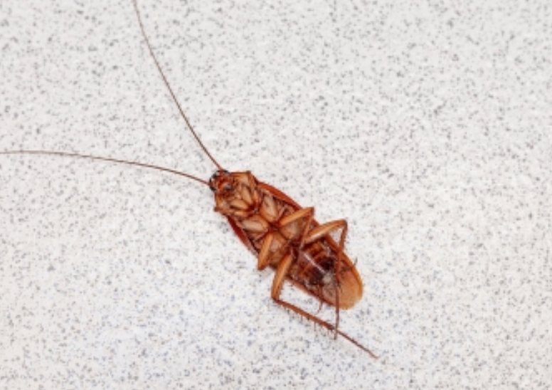 Cockroach