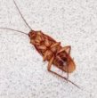 Cockroach on a light surface