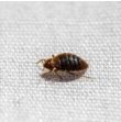 Bed bug on white fabric