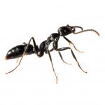 Carpenter Ant