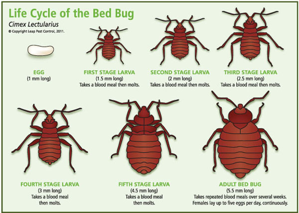 Life Cycle of a Bed Bug