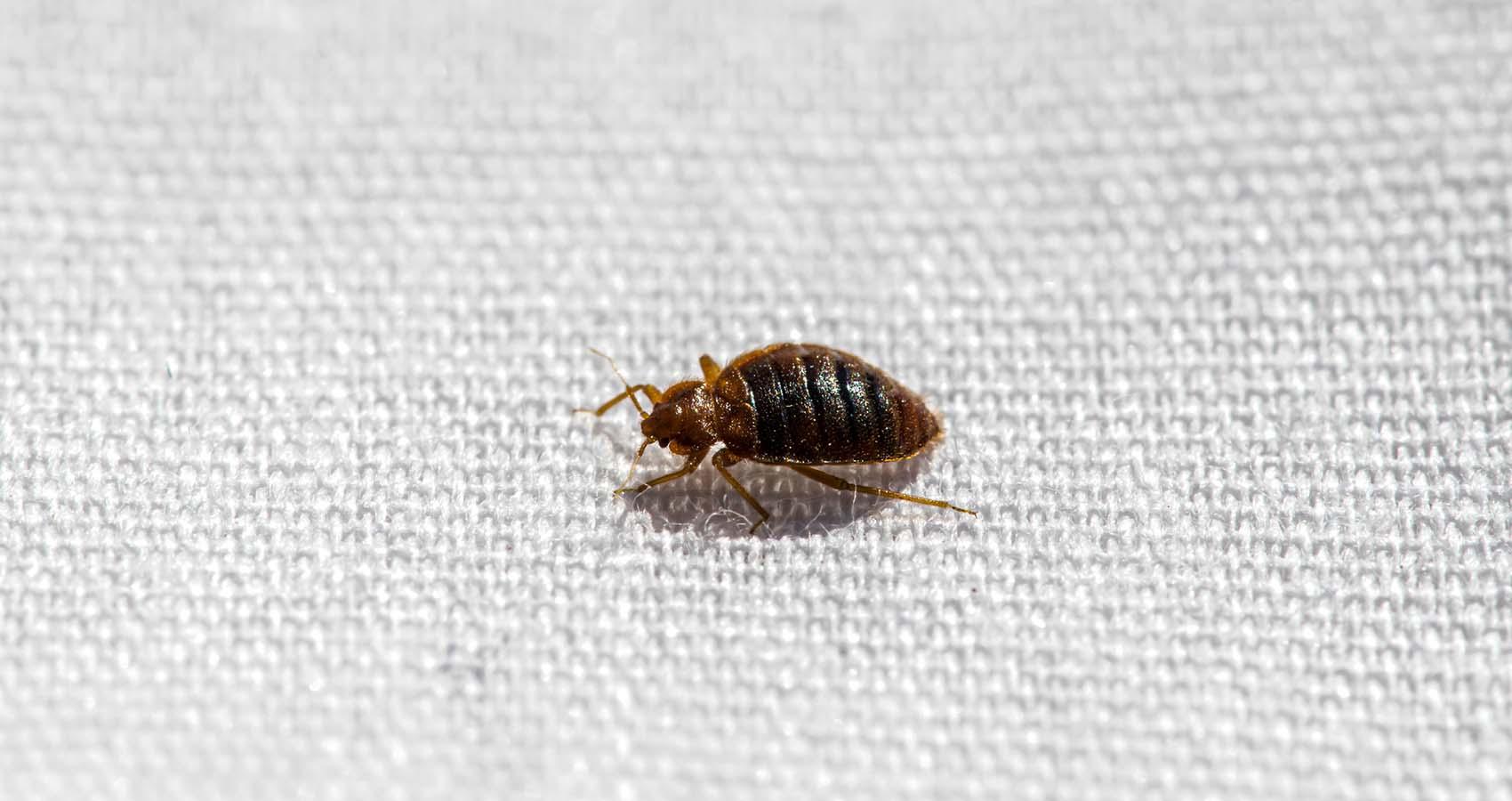 Bed Bug Pest Control